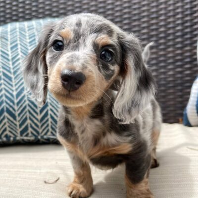 Dachshund Puppies for Sale in Texas | Premium Teacup Puppies