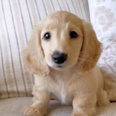 Long Haired Red Dachshund Puppies for Sale