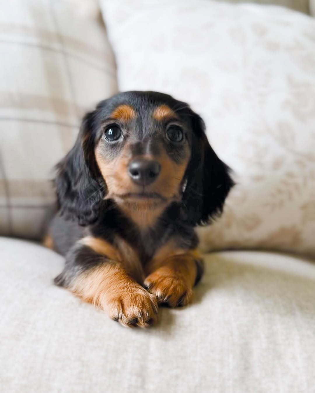 Trusted Dachshund Breeders | Premium Teacup Puppies
