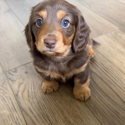 Teacup Dachshund Puppies for Sale – Premium Teacup Puppies