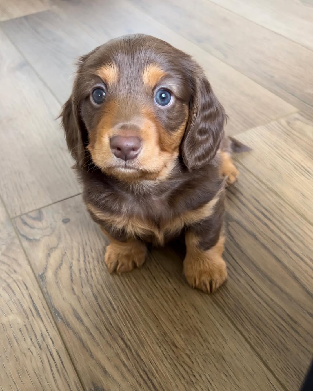 Teacup Dachshund Puppies for Sale – Premium Teacup Puppies