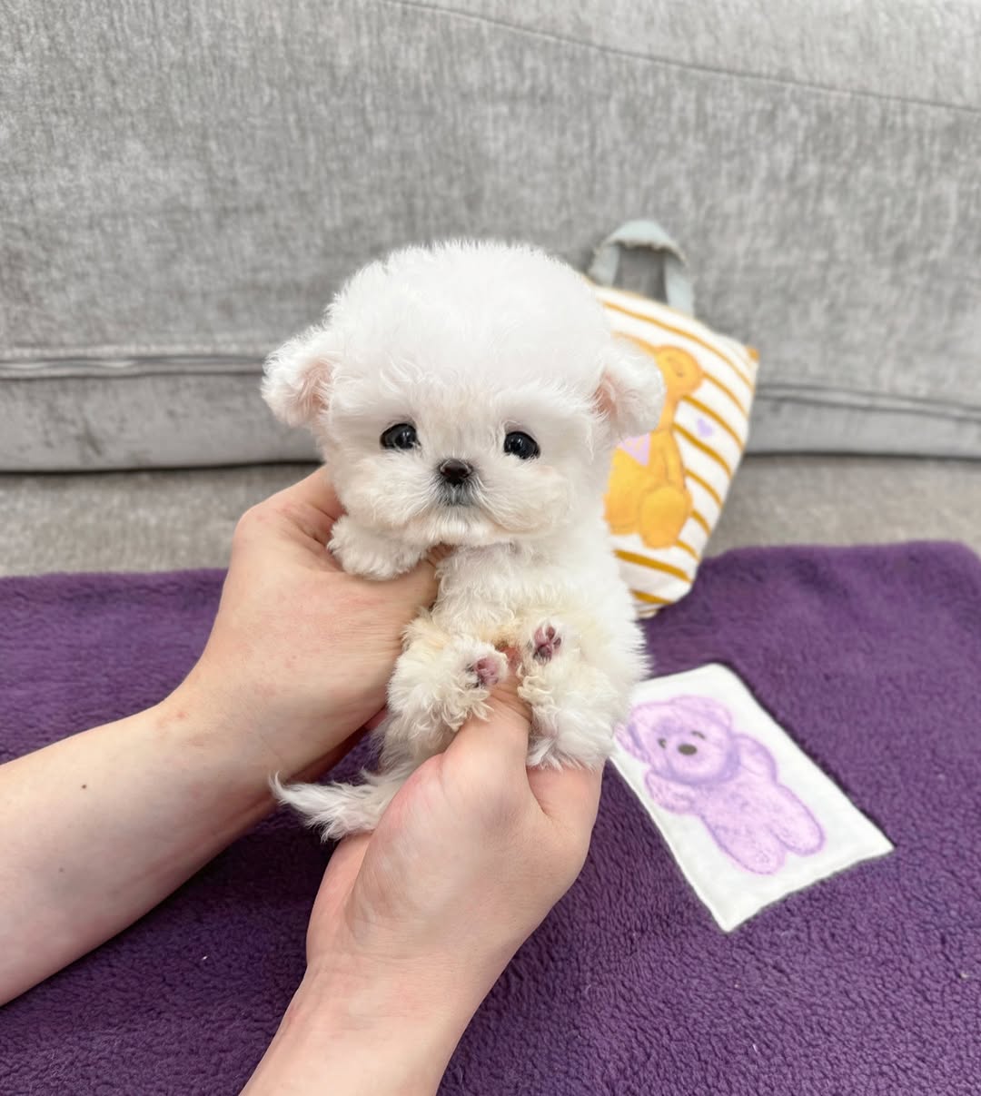 Bichon Frise Puppies for Sale Under $500 – Premium Teacup Puppies