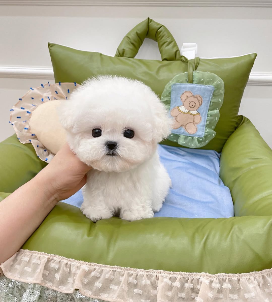 Bichon Frise Puppies for Sale in San Diego – Premium Teacup Puppies​