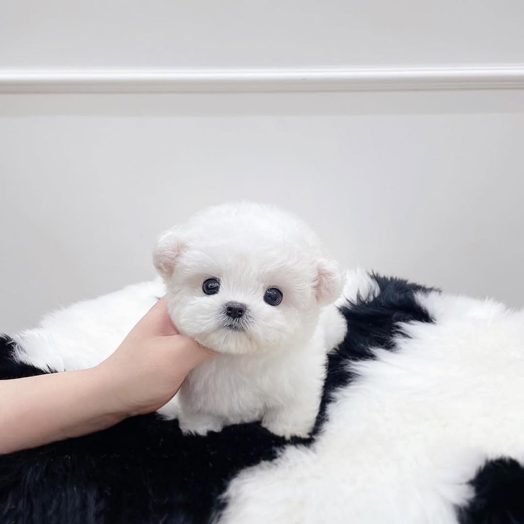 Teacup Bichon Frise Puppies for Sale – Premium Teacup Puppies​