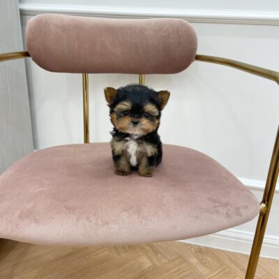 Mini Yorkie Puppies for Sale | Premium Teacup Puppies