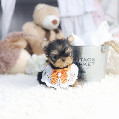 Teacup Yorkie Puppies for Sale up to $400 | Premium Teacup Puppies
