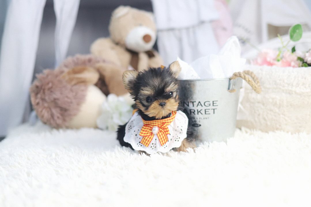 Teacup Yorkie Puppies for Sale up to $400 | Premium Teacup Puppies
