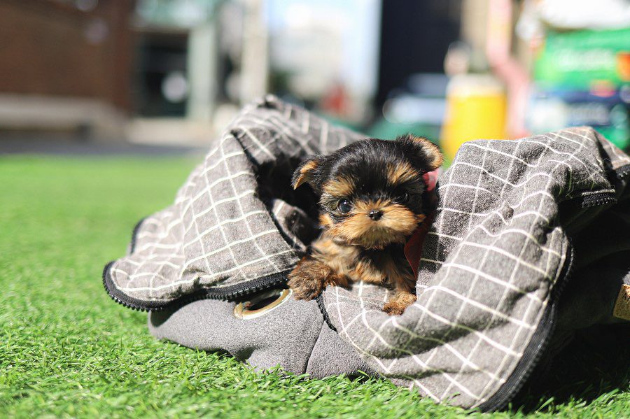Yorkie Puppies for Sale in Alabama | Premium Teacup Puppies