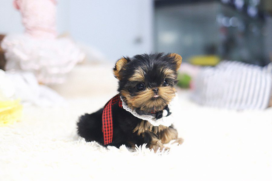 Yorkie Puppies for Adoption | Premium Teacup Puppies