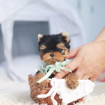 Yorkie Puppies Near Me for Sale | Premium Teacup Puppies
