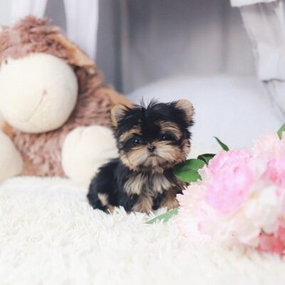 Chocolate Yorkie Puppies for Sale – Premium Teacup Puppies