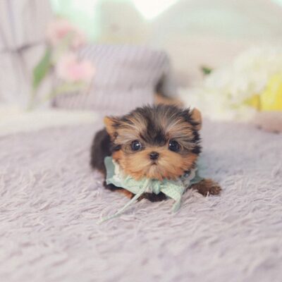 Yorkies for Sale – Premium Teacup Puppies