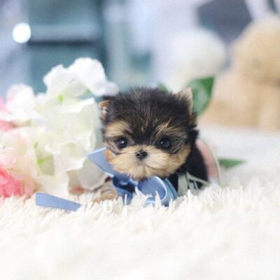 Teacup Yorkie for Sale – Premium Teacup Puppies