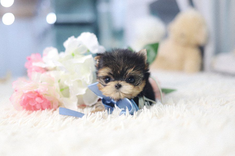Teacup Yorkie for Sale – Premium Teacup Puppies