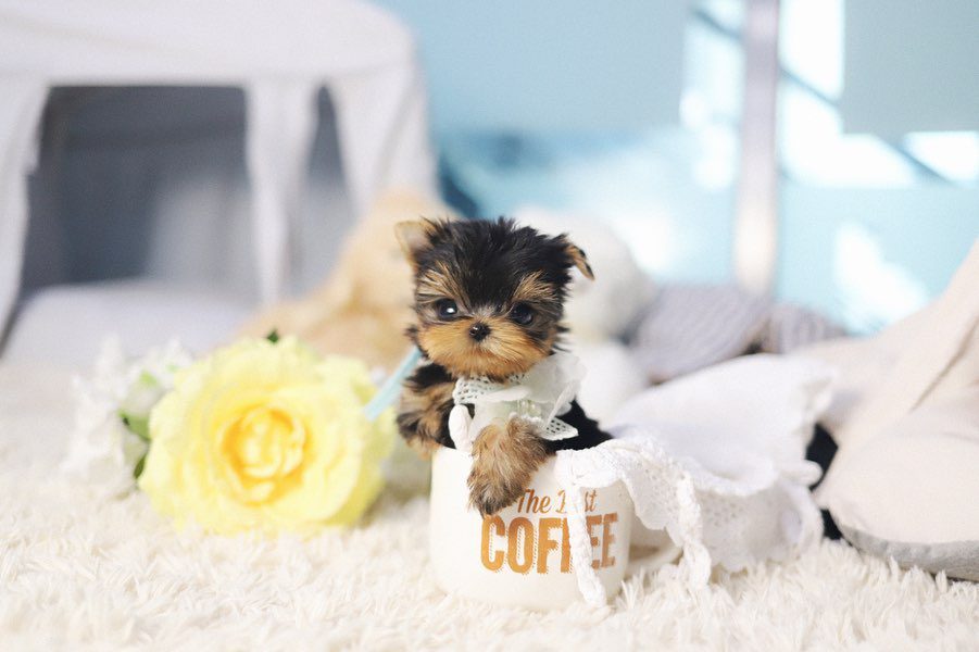 Parti Yorkie Puppies for Sale | Premium Teacup Puppies