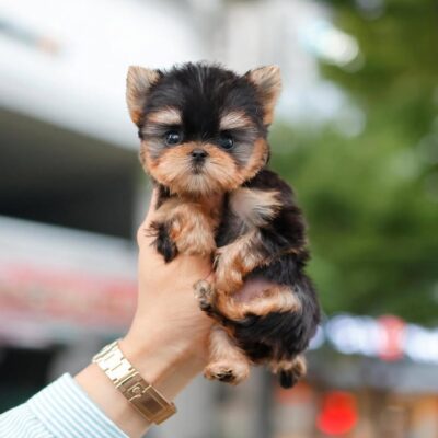 Teacup Yorkies Near Me – Premium Teacup Puppies