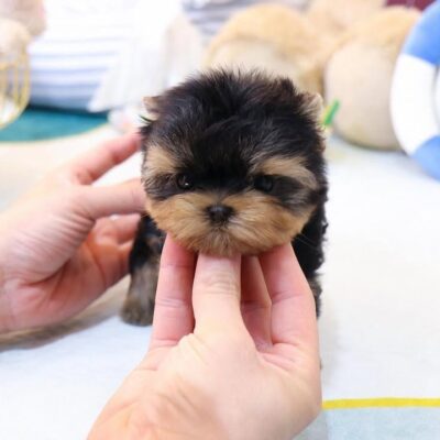 Mini Teacup Yorkie Puppies for Sale | Premium Teacup Puppies