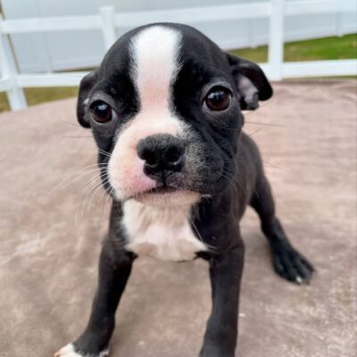 Boston Terrier puppies near me for sale – Premium Teacup Puppies