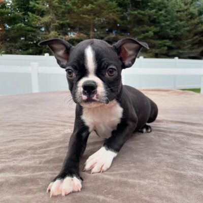 Boston Terrier Puppies NC – Premium Teacup Puppies