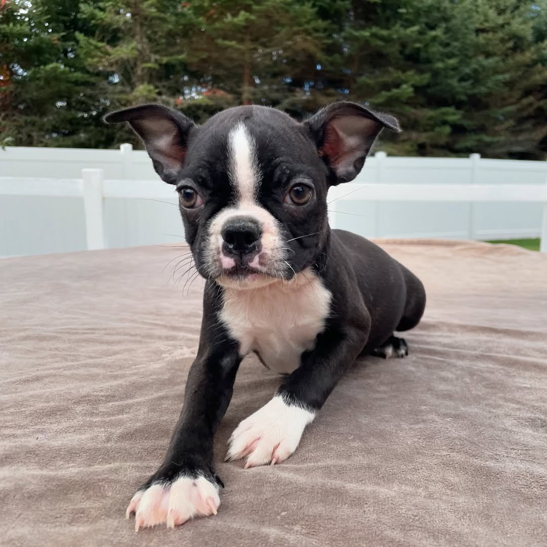 Boston Terrier Puppies NC – Premium Teacup Puppies