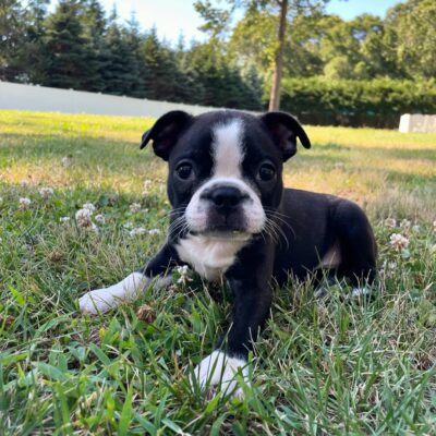 Boston Terrier Puppies Massachusetts – Premium Teacup Puppies