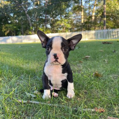 Boston Terrier Puppies for Sale in Florida – Premium Teacup Puppies