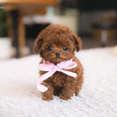Toy Poodles for Sale in NY | Premium Teacup Puppies