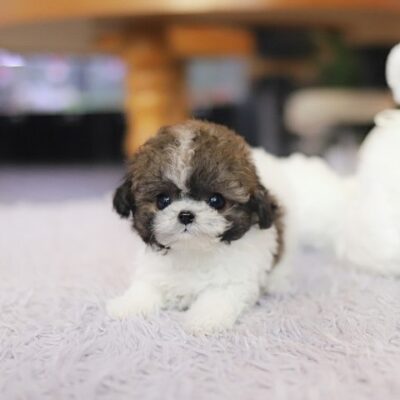 Mini Poodle for Sale | Premium Teacup Puppies