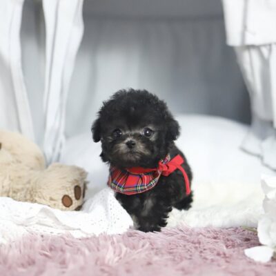 Brown Poodle Puppies for Sale | Premium Teacup Puppies