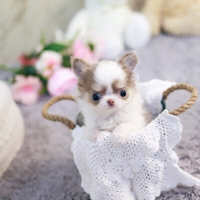 Teacup Chihuahua for sale under $500 - Premium Teacup Puppies