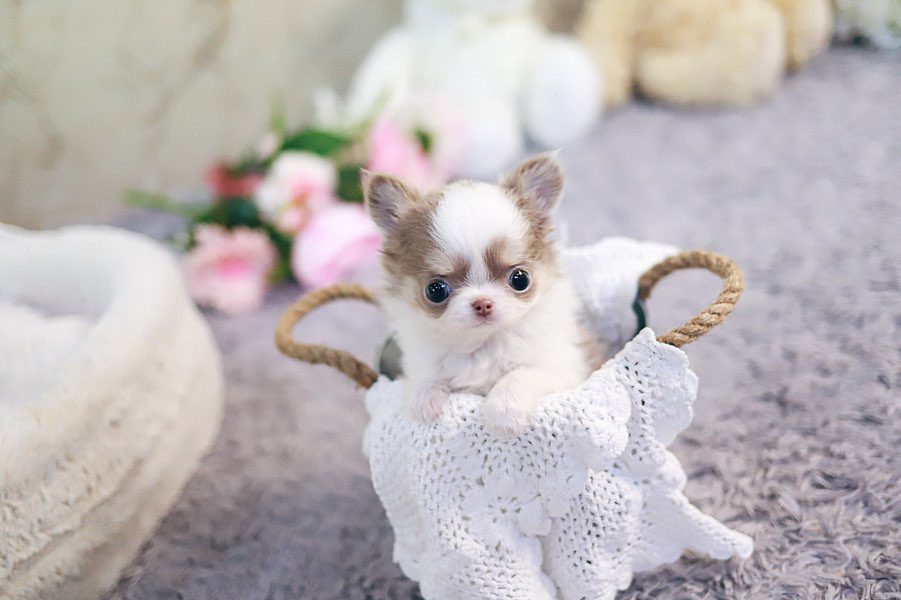 Teacup Chihuahua for sale under $500 - Premium Teacup Puppies