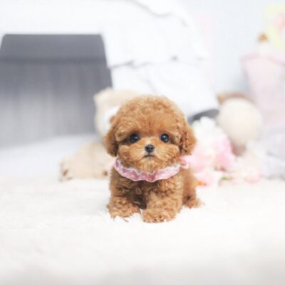 Moyen Poodle Puppies for Sale | Healthy, Happy Puppies | Premium Teacup Puppies