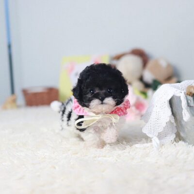 Trusted Toy Poodle Breeders | Healthy, Happy Puppies | Premium Teacup Puppies