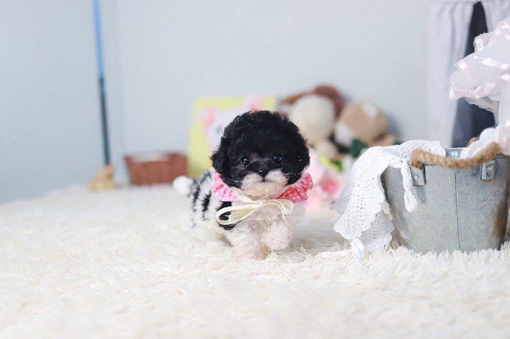Trusted Toy Poodle Breeders | Healthy, Happy Puppies | Premium Teacup Puppies