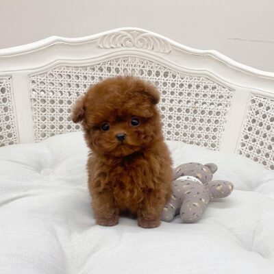 Teacup Poodles for Sale Under $300 | Premium Teacup Puppies