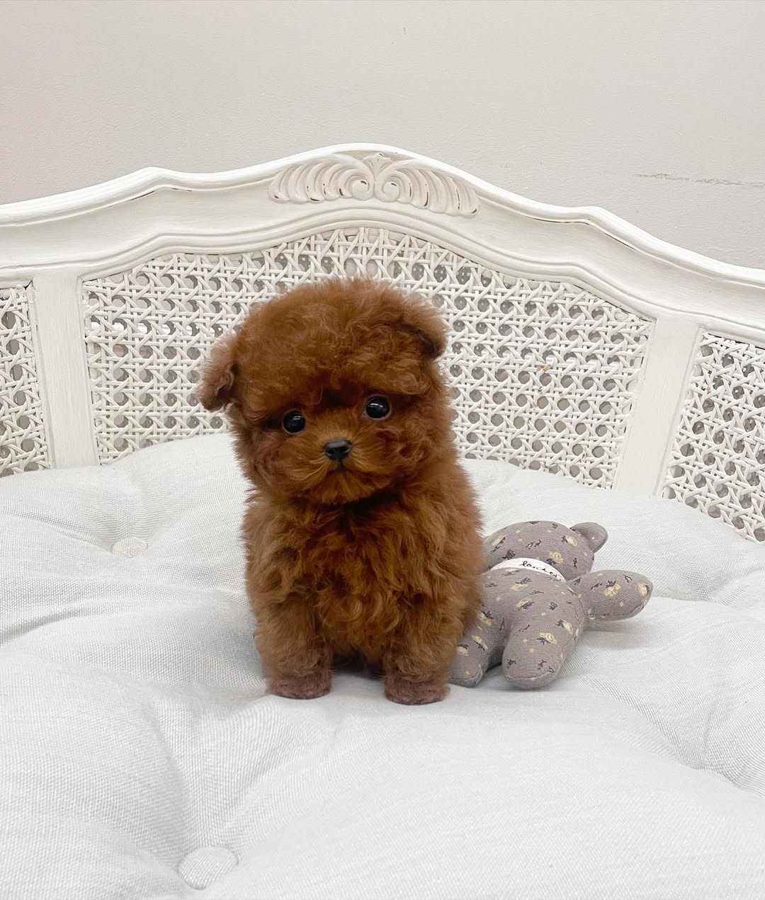Teacup Poodles for Sale Under $300 | Premium Teacup Puppies
