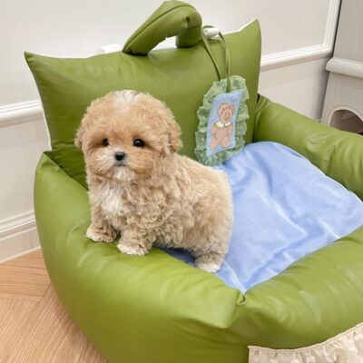 Toy Poodles for Sale in NJ | Premium Teacup Puppies