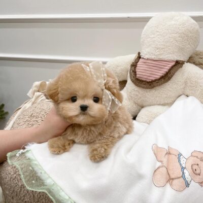Toy Poodles Near Me for Sale | Premium Teacup Puppies
