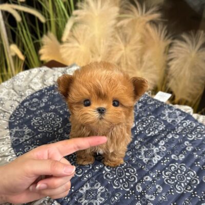 Teacup Poodle for Sale | Premium Teacup Puppies