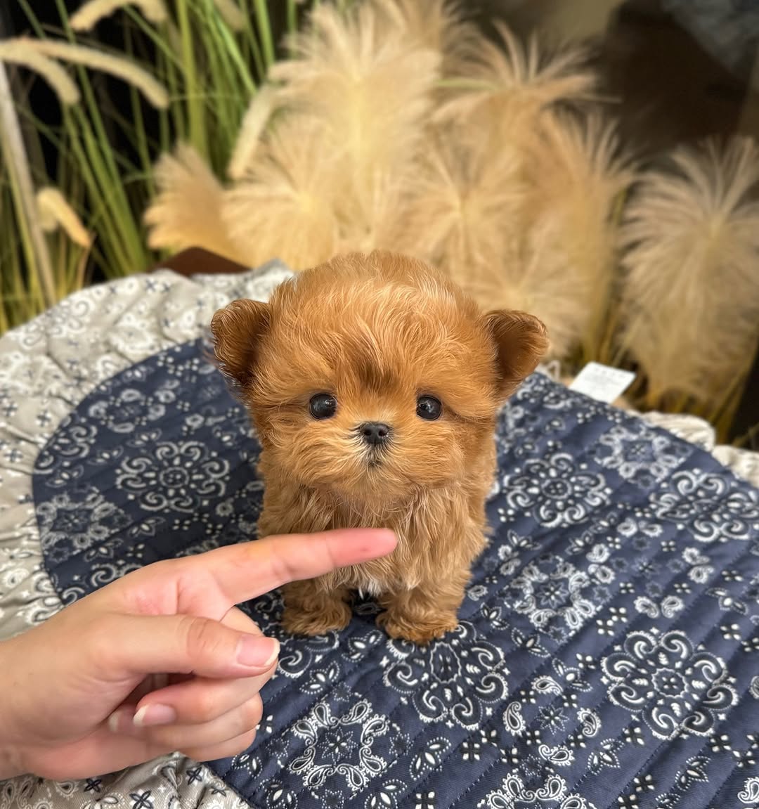 Teacup Poodle for Sale | Premium Teacup Puppies