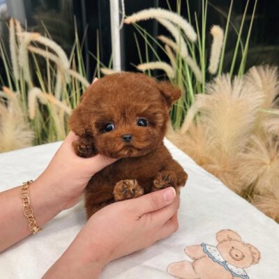 Where to Buy a Teacup Poodle | Premium Teacup Puppies