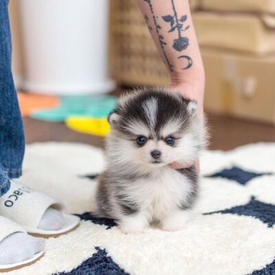 Teacup Pomsky Puppies for Sale | Premium Teacup Puppies