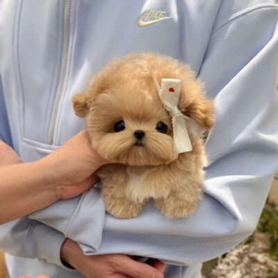 Brown Maltipoo for sale - Premium Teacup Puppies