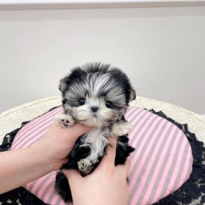 Morkie Puppies for Sale in Northeast Ohio | Premium Teacup Puppies