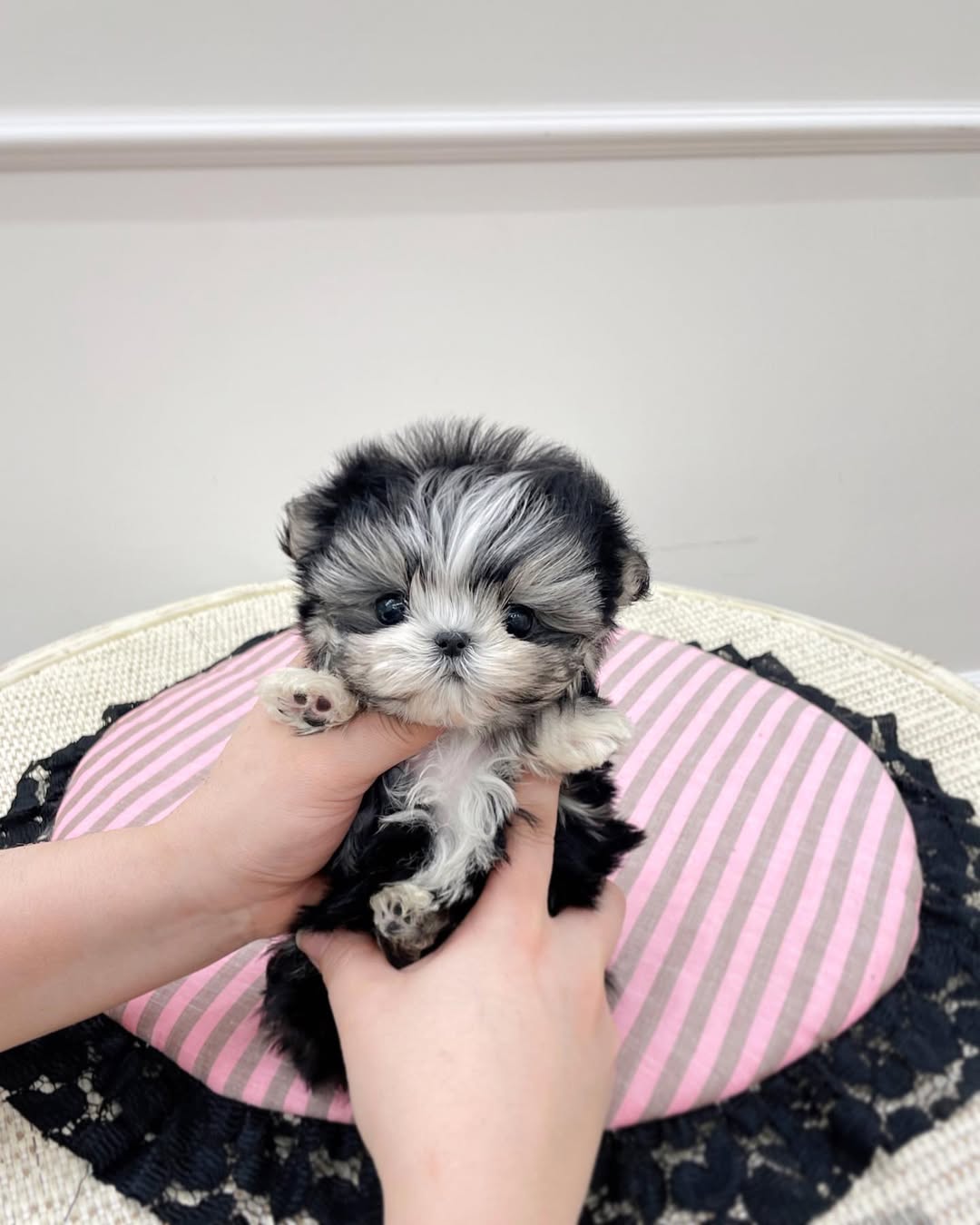 Morkie Puppies for Sale in Northeast Ohio | Premium Teacup Puppies