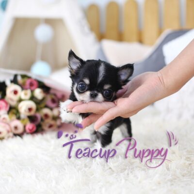 Chihuahua puppies for sale in Ohio - Premium Teacup Puppies