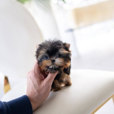 Yorkie Poo Puppies Near Me – Premium Teacup Puppies