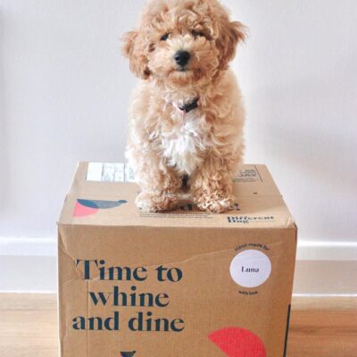 Poochon Dogs & Puppies | Premium Teacup Puppies