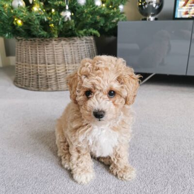 Poochon Dogs for Sale | Premium Teacup Puppies