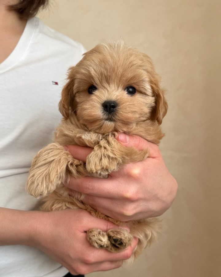Maltipom Dog - Premium Teacup Puppies